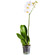 White Phalaenopsis orchid in a pot. Baku